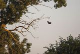 Błotniak stawowy, samica, Circus aeruginosus