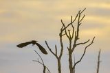Błotniak stawowy, Circus aeruginosus, sylwetka