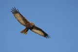 Błotniak stawowy, Circus aeruginosus, samica