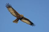 Błotniak stawowy, Circus aeruginosus, samica