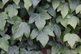 Hedera helix bluszcz pospolity) ,