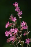 Lepnica dwupienna, bniec czerwony Silene dioica L.) Clairv., syn. Melandrium rubrum Weig.) Garcke)