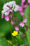 Lepnica dwupienna, bniec czerwony Silene dioica L.) Clairv., syn. Melandrium rubrum Weig.) Garcke)