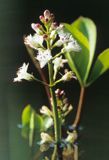 bobrek trójlistkowy, bobrek trójlistny Menyanthes trifoliata L.) .