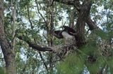 młody bocian czarny na gnieździe próbuje swoich skrzydeł coconia nigra