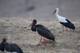 bociany czarne i bocian biały/ Ciconia nigra i ciconia ciconia