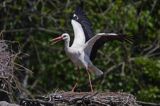 bocian biały/ciconia ciconia/ na gnieździe