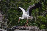 bocian biały/ciconia ciconia/ na gnieździe