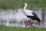 bocian biały, Ciconia ciconia