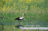 Bocian biały Ciconia ciconia)