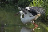 Bocian biały, Ciconia ciconia, w locie