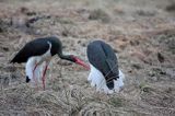 bociany czarne - zaloty / Ciconia nigra /