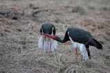 bociany czarne - zaloty / Ciconia nigra /