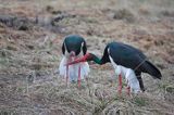 bociany czarne - zaloty / Ciconia nigra /