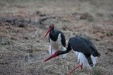 bociany czarne - zaloty / Ciconia nigra /