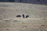 bociany czarne / Ciconia nigra /