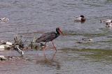 bocian czarny / Ciconia nigra /