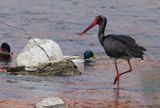 bocian czarny / Ciconia nigra /