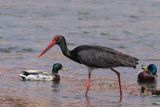 bocian czarny / Ciconia nigra /