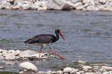 bocian czarny / Ciconia nigra /