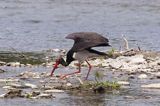 bocian czarny / Ciconia nigra /