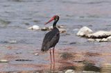 bocian czarny / Ciconia nigra /