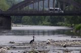 bocian czarny / Ciconia nigra / na Dunajcu przy moście w Krościenku