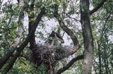 bociany czarne Ciconia nigra)