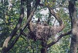 bociany czarne Ciconia nigra)