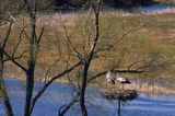 bocian biały ciconia ciconia na gnieździe, Podlasie