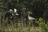 Bocian biały, Ciconia ciconia, na koszonej grobli