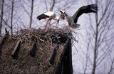 bocian biały ciconia ciconia budowa gniazda