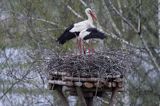 bocian biały, Ciconia ciconia na gnieździe, Dwór Pentowo, wioska bociania