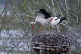 bocian biały, Ciconia ciconia na gnieździe, Dwór Pentowo, wioska bociania