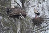 bocian biały, Ciconia ciconia na gnieździe, Dwór Pentowo, wioska bociania