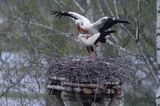 bocian biały, Ciconia ciconia na gnieździe, Dwór Pentowo, wioska bociania