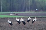 bocian biały, Ciconia ciconia, sejmik bociany