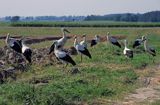 bocian biały sejmik bociani Ciconia ciconia