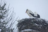 Bocian biały, Ciconia ciconia