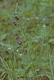 Bodziszek żałobny Geranium phaeum L.)