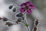 Geranium phaeum bodziszek żałobny) ,