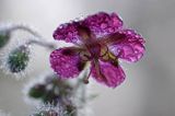 Geranium phaeum bodziszek żałobny) ,