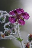 Geranium phaeum bodziszek żałobny) ,