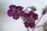 Geranium phaeum bodziszek żałobny) ,