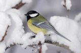 sikora bogatka, Parus major, zimą