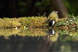 sikora bogatka Parus major