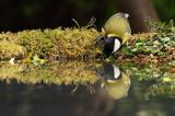 sikora bogatka Parus major