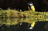 sikora bogatka Parus major