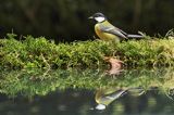 sikora bogatka Parus major