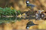 sikora bogatka Parus major